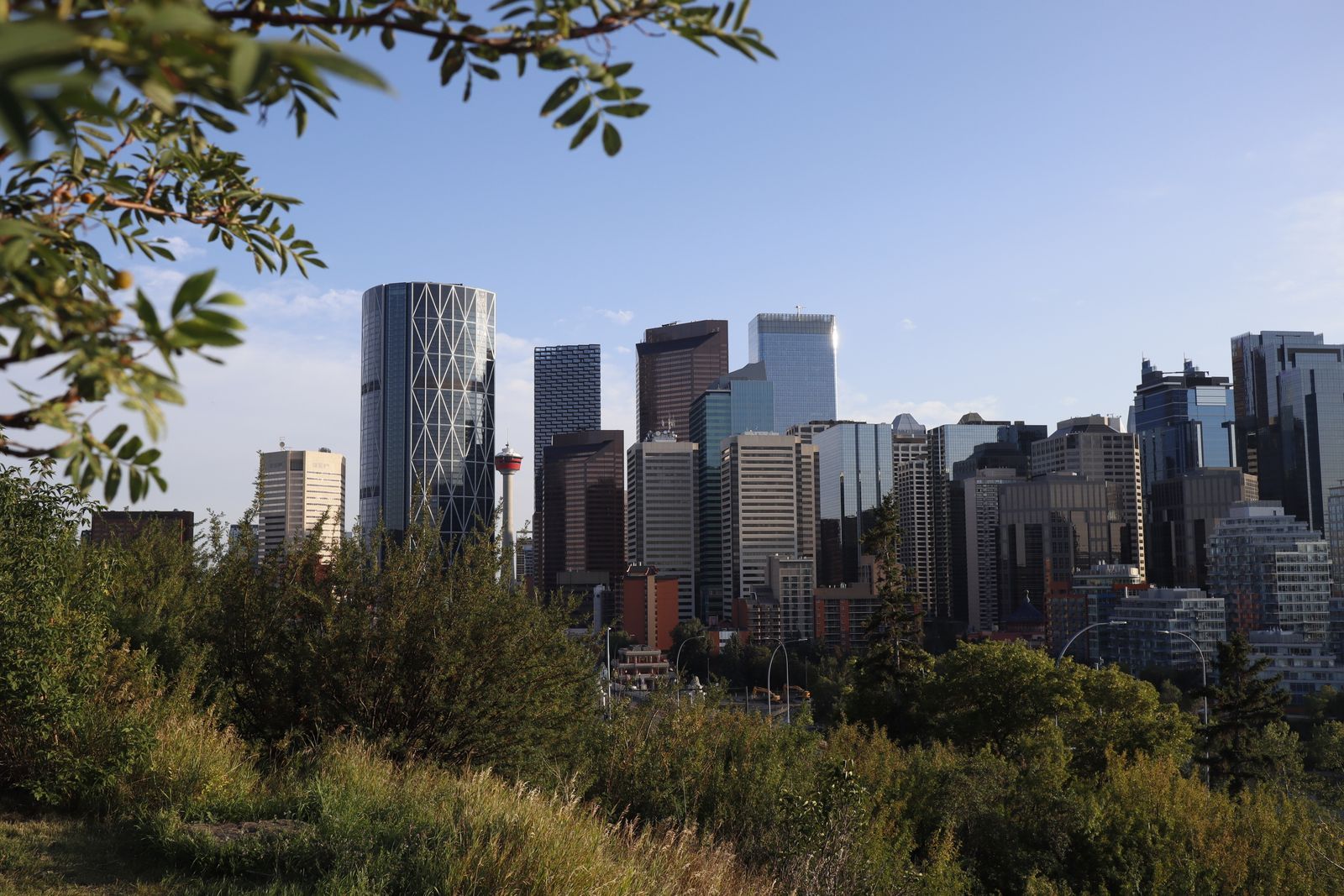 Calgary downtown skyline framed by trees